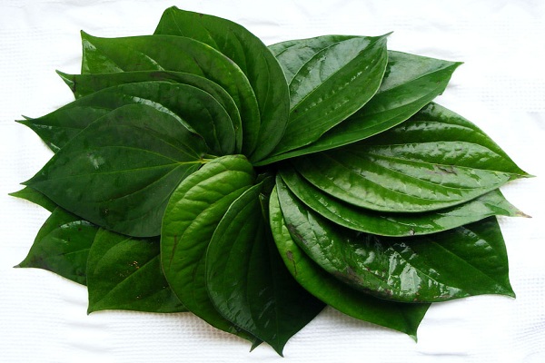 Trị nám da tuổi 40 bằng lá trầu không